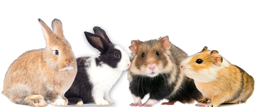 Kleintierpraxis-heimtiere hamster kanienchen
