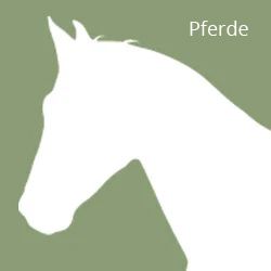 icon Pferd